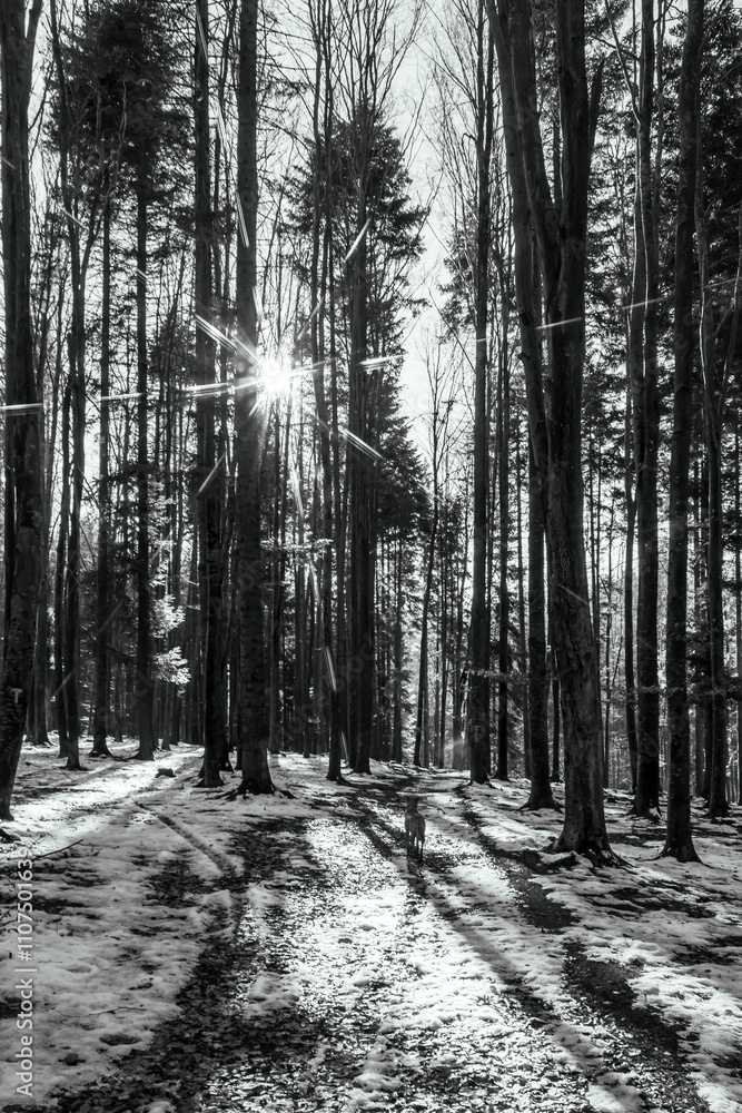 Fototapeta premium Landscapes - Forest - Europe, Romania, Suceava region