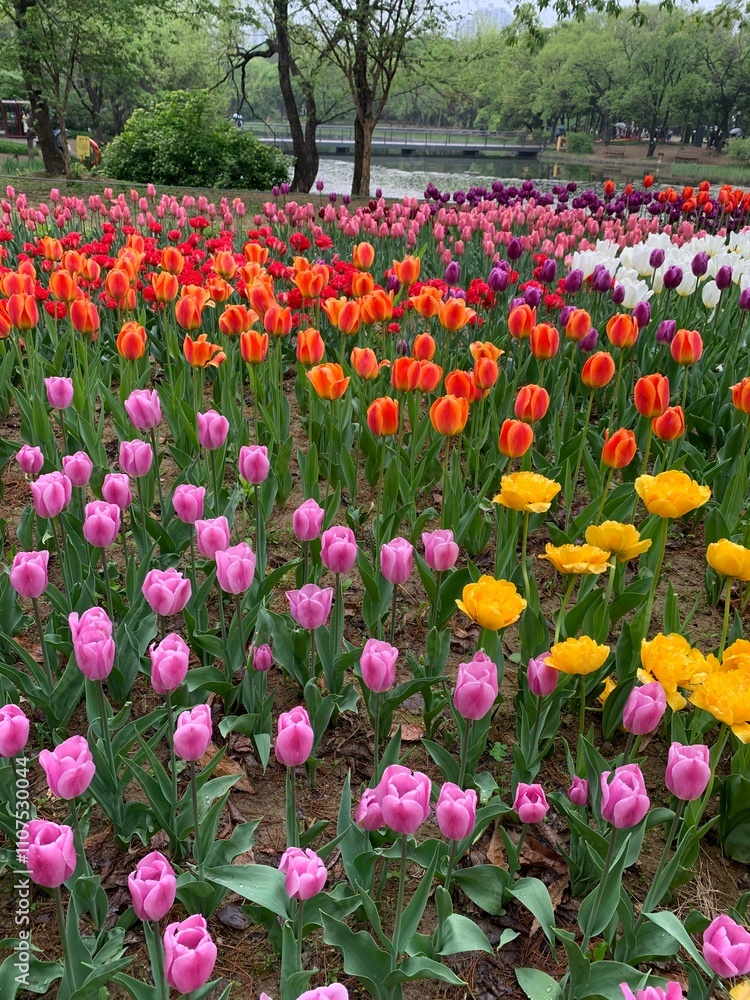 Obraz premium tulip field in spring
