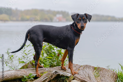 Bild auf Leinwand German Pinscher without cropped ears, black and tan color, stands on the shore o