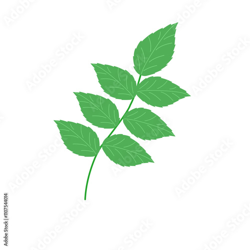 Hand drawn illustration of green mint leaves 