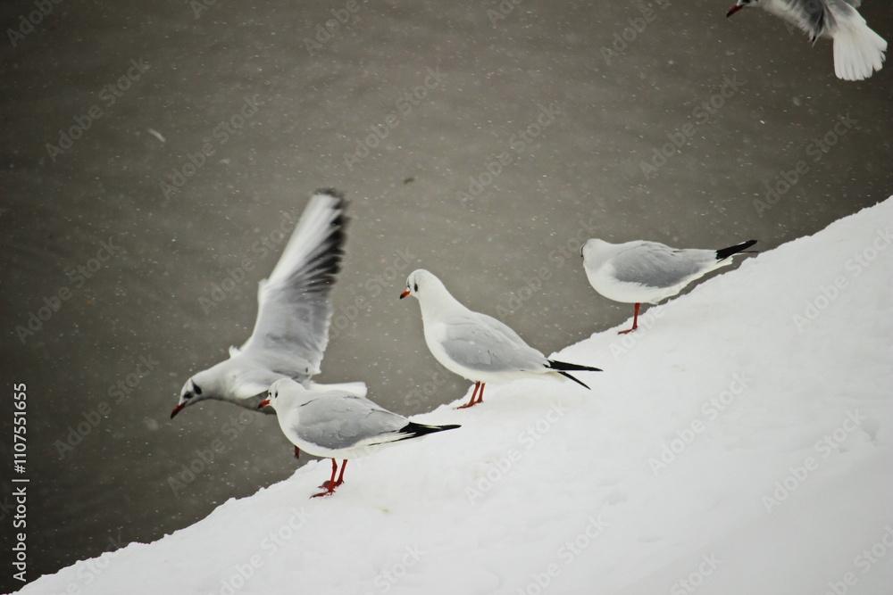 Fototapeta premium Seagulls gathering on a snowy riverbank during winter
