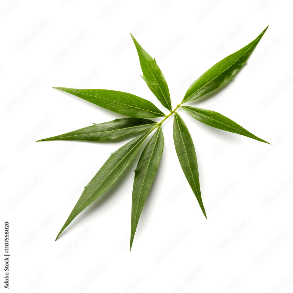 Fototapeta premium Close-up of a vibrant green leaf isolated on white.