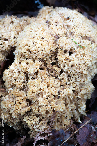 Close-up of a massive cauliflower fungus photo