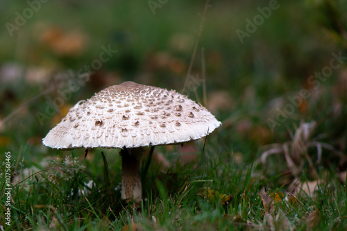 close-up of a single parasol mushroom photo