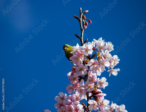 warbling on a Sakura tree photo