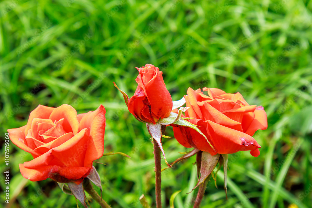 Obraz premium red roses in the garden