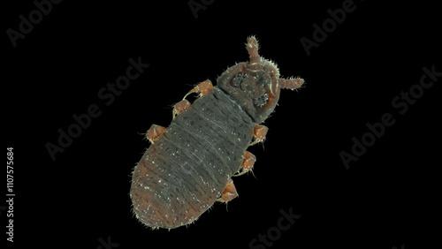 Insecta Collembola family Poduridae under a microscope, Order Poduromorpha. They live on surface of water in ponds, puddles, can jump, they feed on organic matter, mushrooms, algae. photo