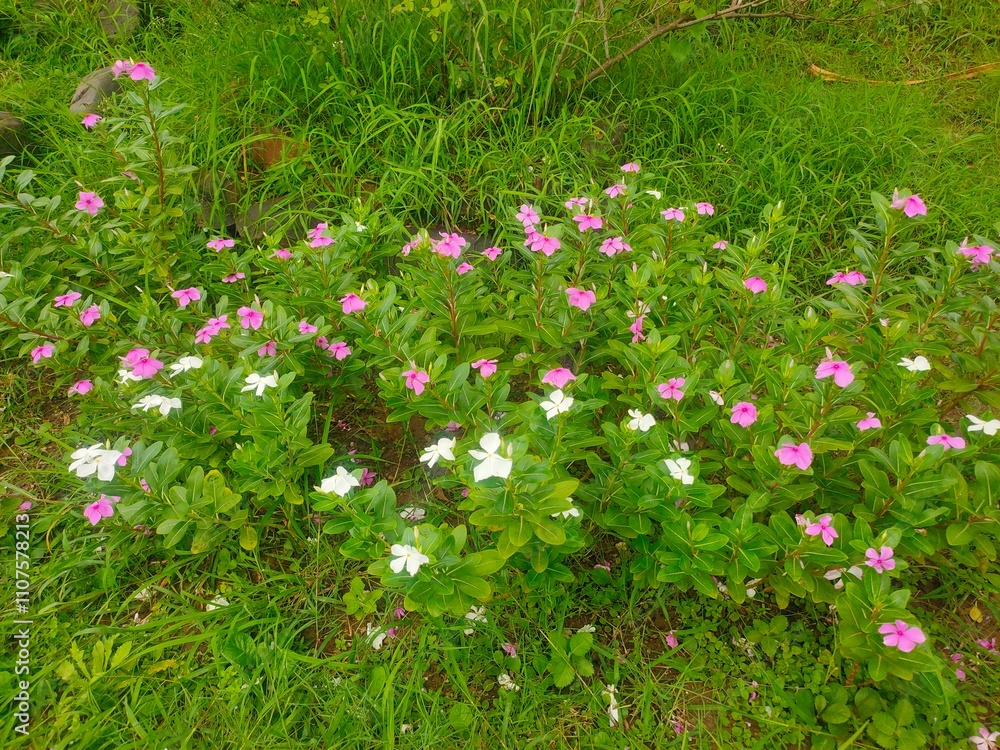 Fototapeta premium pink flowers in the garden