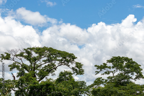 sky and trees