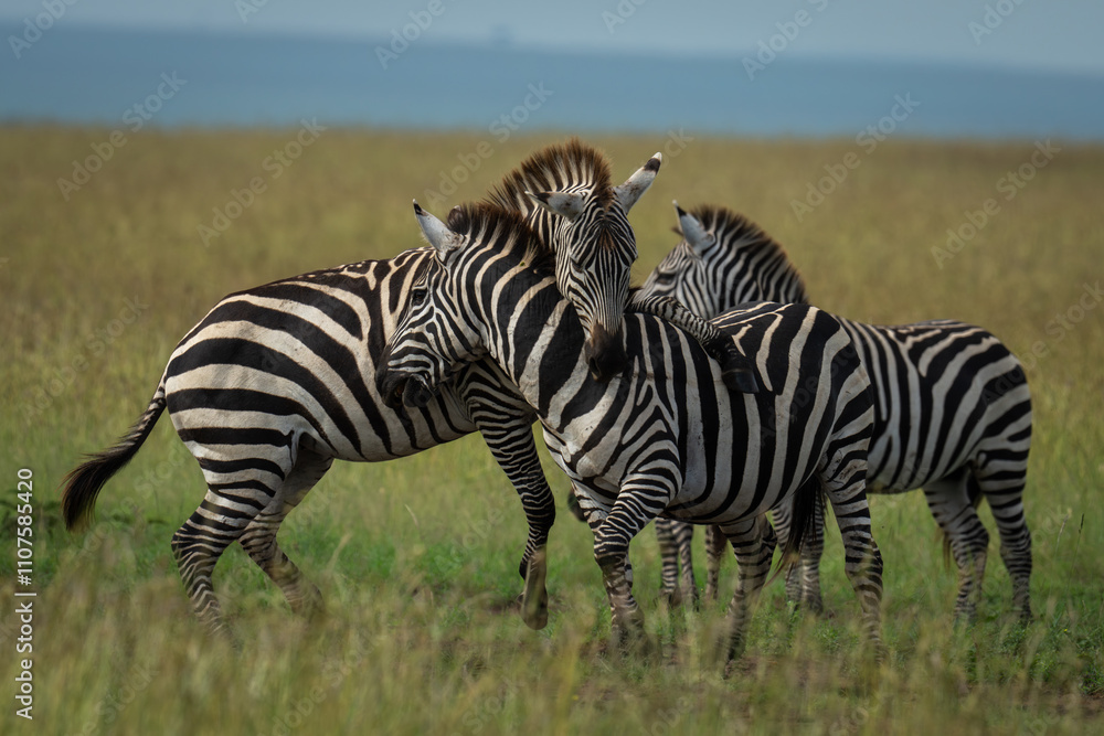 Fototapeta premium Plains zebra stands putting leg over another
