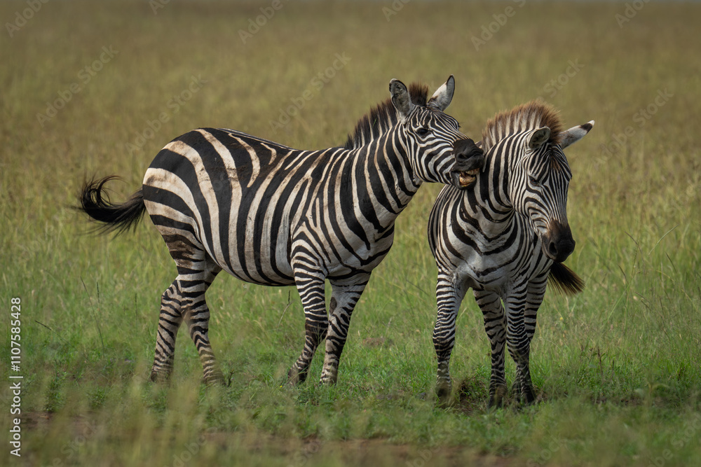 Fototapeta premium Plains zebra stands biting another on grassland