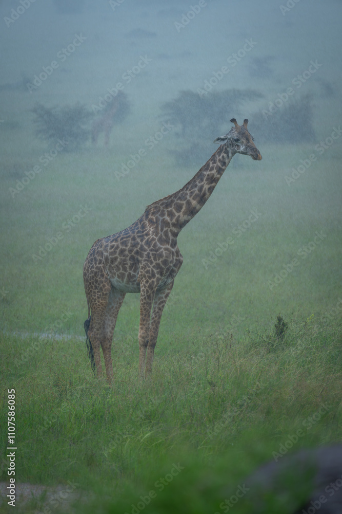 Obraz premium Masai giraffe stands on grassland in rain