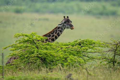 Masai giraffe stands behind bushes watching camera