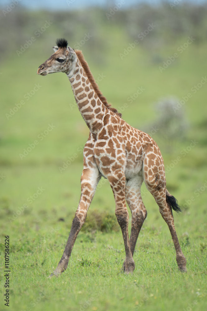 Fototapeta premium Masai giraffe calf walking across grassy plain