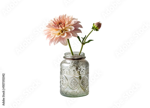 pink Gerber in a vase isolated on PNG or JPEG background
