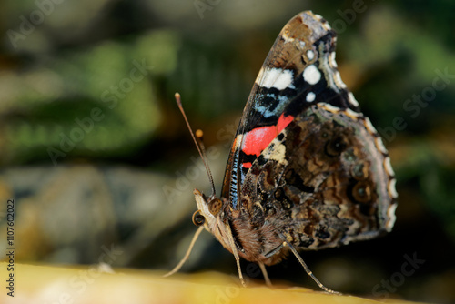 red admiral (Vanessa atalanta) photo