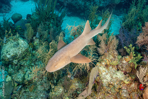 Belize Barrier Reef, the second largest coral reef system in the world, Nurse Shark (Ginglymostoma cirratum) photo