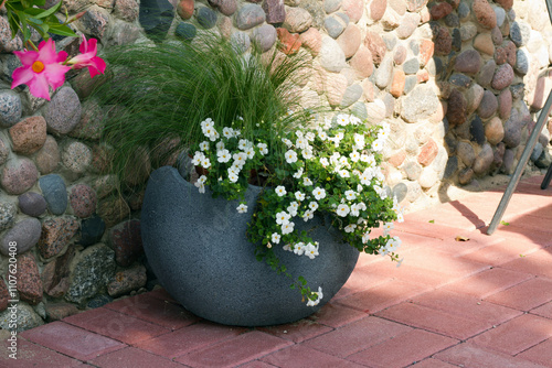 bacopa with white flowers composition