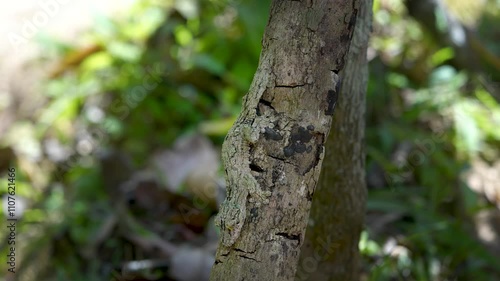 A giant leaf-tailed gecko is nearly invisible, perfectly camouflaged in the textured bark of trees. Its body shape and color mimic the surface of a tree, making it virtually undetectable. Madagascar.