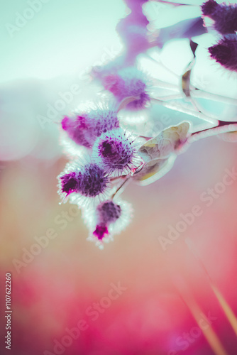 Bright, beautiful and prickly burdock flowers bloom in the field at dawn, creating a stunning display of wildflowers and nature's beauty.