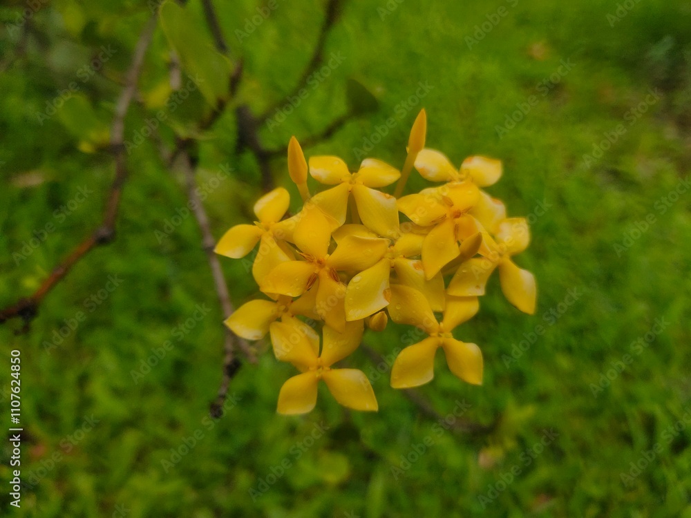 Fototapeta premium yellow flower on a green background
