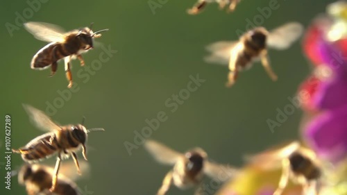 Bee swarm, bees flying. Honeybees. 