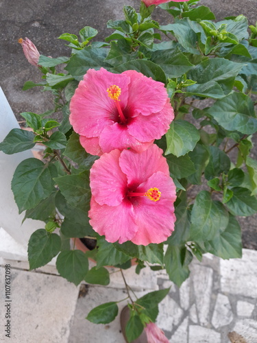 pink hibiscus flower