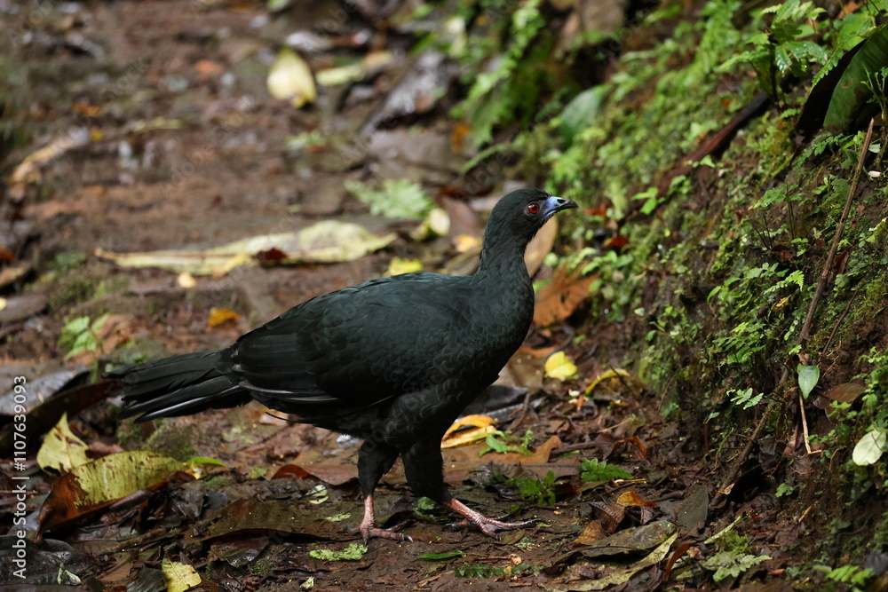 Fototapeta premium Black guan