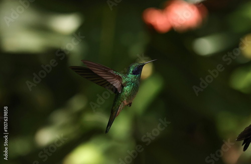 Mexican violetear (Colibri thalassinus) photo