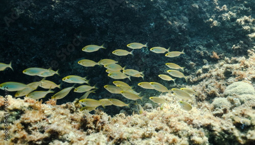 Swarm of Salema porgy (Sarpa salpa) photo