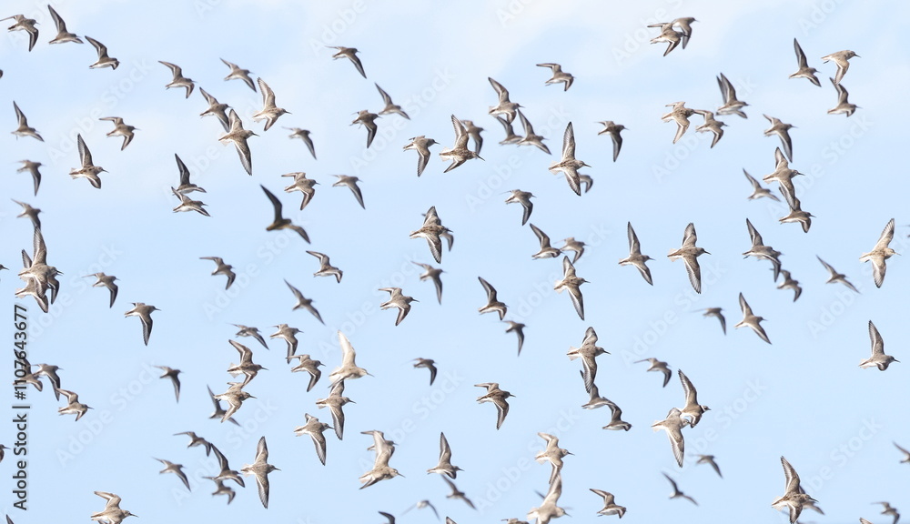 Fototapeta premium Flock of Dunlins