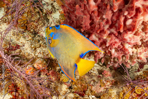 Belize Barrier Reef, the second largest coral reef system in the world, Queen angelfish (Holacanthus ciliaris) photo