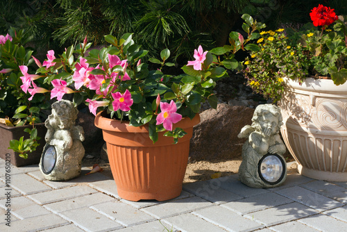 Pink colored Mandevilla in flower pot