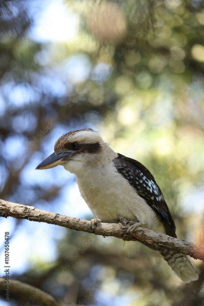 Obraz premium laughing kookaburra