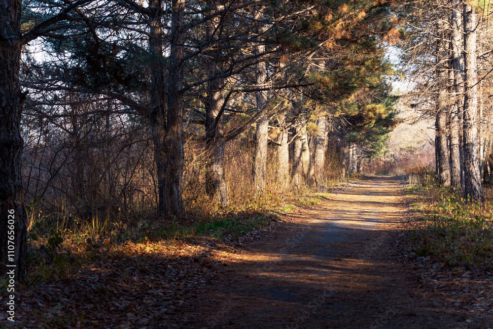 Obraz premium A dirt rural road with tall trees on the sides, it is illuminated by the rays of the setting sun in autumn.
