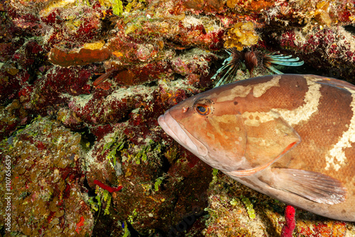 Belize Barrier Reef, the second largest coral reef system in the world photo