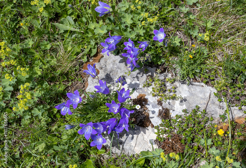 spring is the flowering of plants in alpine meadows in natural conditions on the foothill plains photo