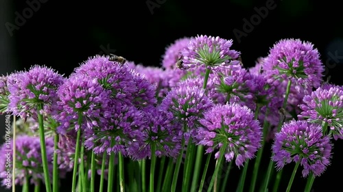 many honeybees searching for nectar on the purple blossoms of a ball-head onion  photo