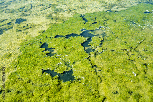 Algal mats. Under blanket of dead cladophora algae is black-white silt with smell of hydrogen sulfide. Algae blooming. All the living things below died. Eutrophication result photo