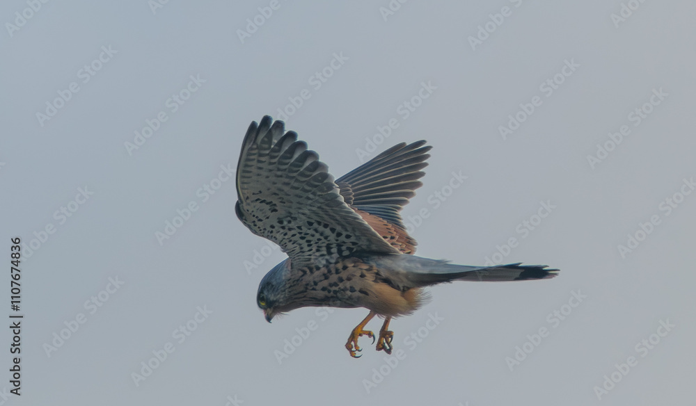 Obraz premium the clouse up kestrel attacks its prey in flight 