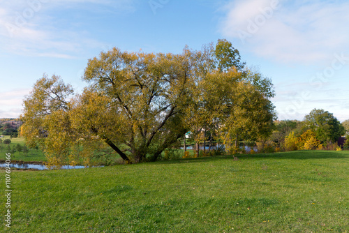 A large willow tree on the riverbank