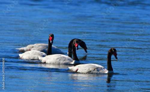 black-necked swan (cygnus melancoryphus), argentine Patagonia photo