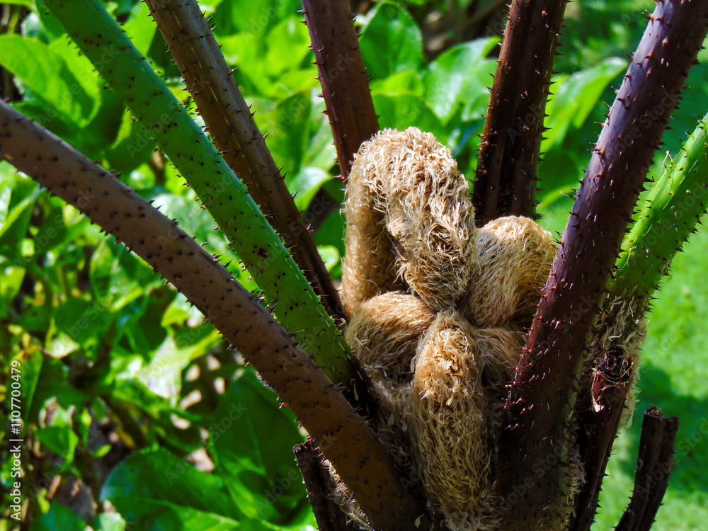 Obraz premium Hairy fiddleheads of Cibotium fern
