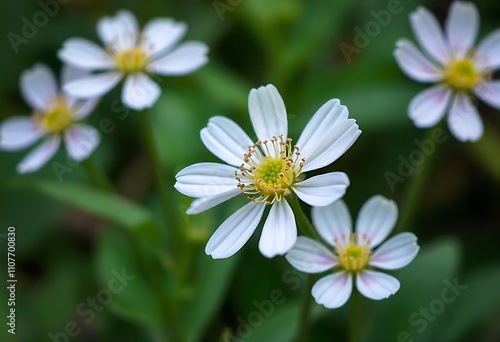 Daisy Flowers Blooming in Nature