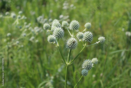 Rattlesnake master clusters at Miami Woods in Morton Grove, Illinois photo