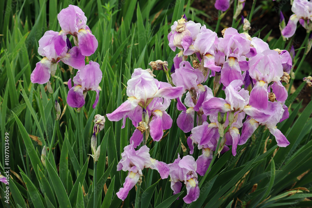 Lilien, Schwertlilien, Blumen, Blüten, lila Lilien, Schwertlilien, Blumen, Blüten, lila