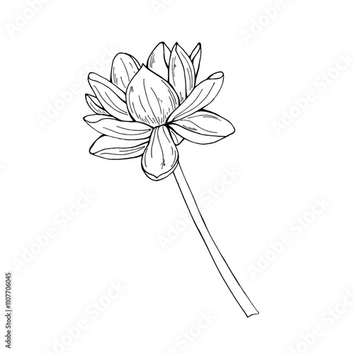 Monochrome single tropical aqua lotus vector illustration painted by black inks. Black and white drawing of blooming terry flower on stem. For tattoo, coloring book, cosmetic package