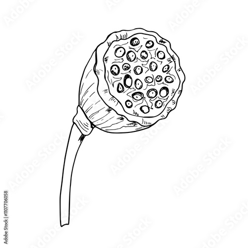 Black and white leaning lotus seed head plant with edible seeds vector hand painted illustration. Tropical aquatic waterlily pod full of nuts. For package, floral decor, bouquets design