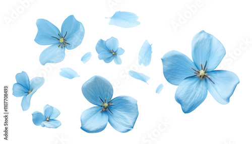 Fototapeta Naklejka Na Ścianę i Meble -  flying blue petals isolated on transparent background cutout
