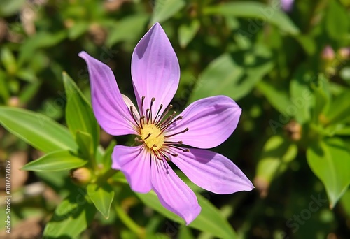 Purple Flower Blooming in Garden with Green Leaves